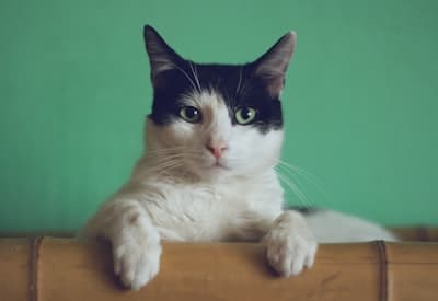 Cat portrait