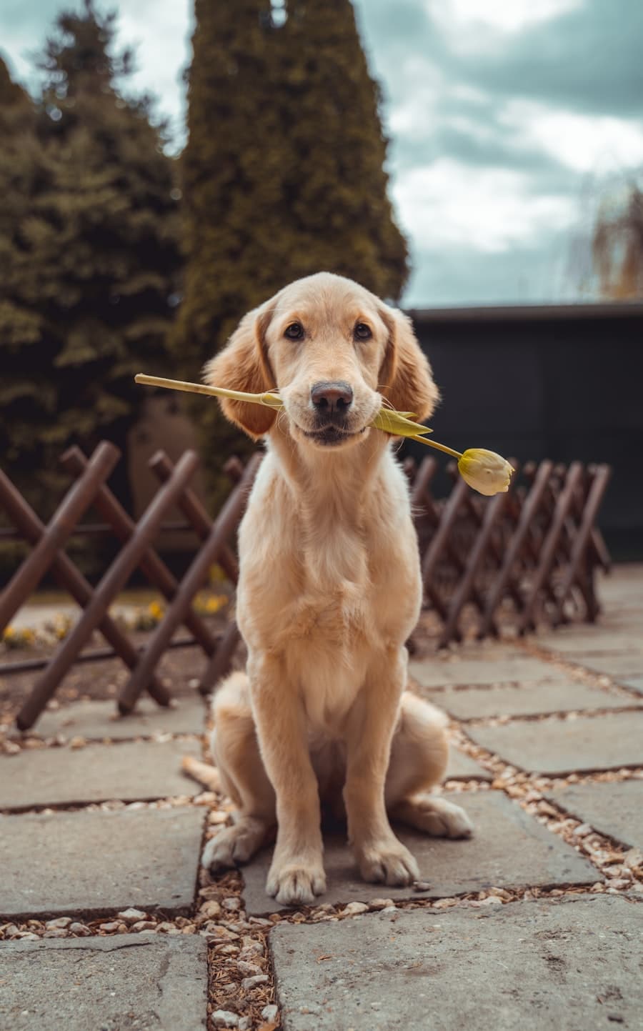 Happy dog representing the Furhour community